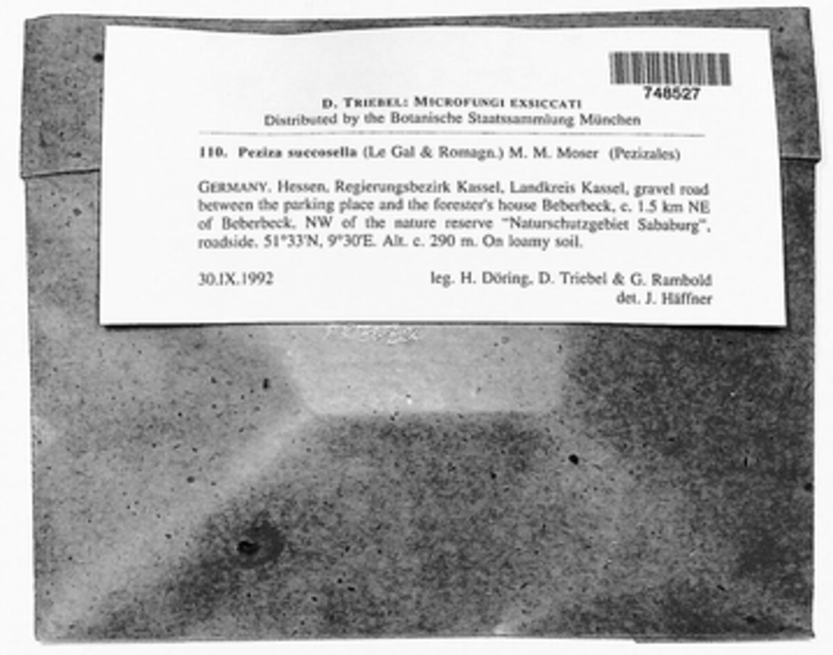 Paragalactinia succosella image